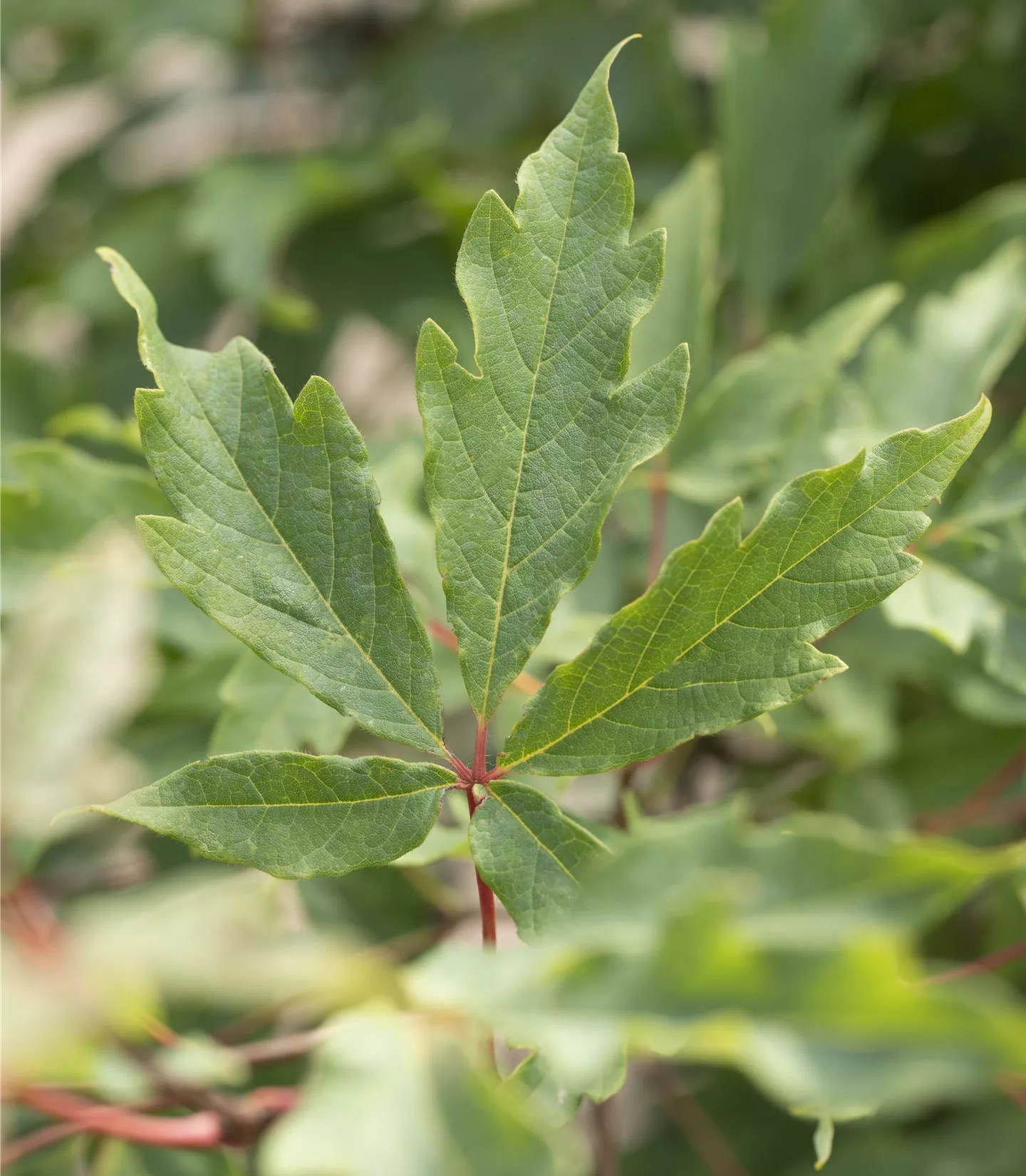 Acer triflorum - Collection