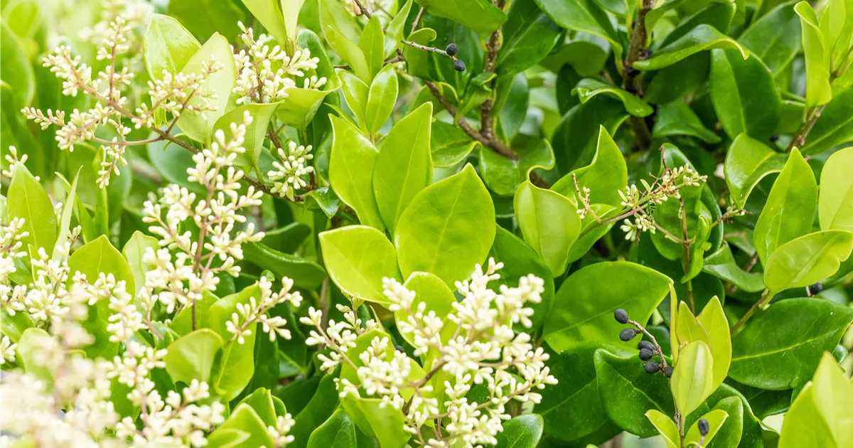 philodendron gloriosum substrat Philodendron Gloriosum