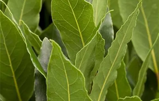 Laurus nobilis Solitär