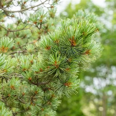 Solitär 200-225 HP24-680 2620 - Zwergkiefer 'Oosthoek' - Pinus pumila 'Oosthoek' - Collection