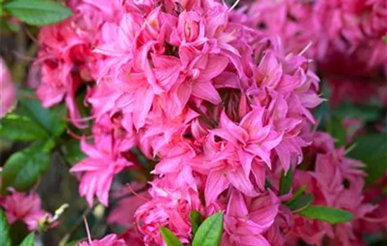 Rhododendron luteum 'Homebush' - Collection