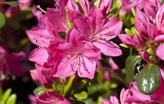 Rhododendron obtusum 'Kermesina' - Collection
