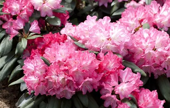 Rhododendron yakushimanum 'Anuschka' - Collection