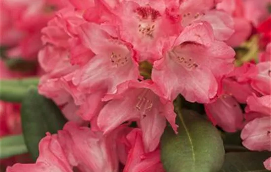 Rhododendron yakushimanum 'Sneezy' - Collection