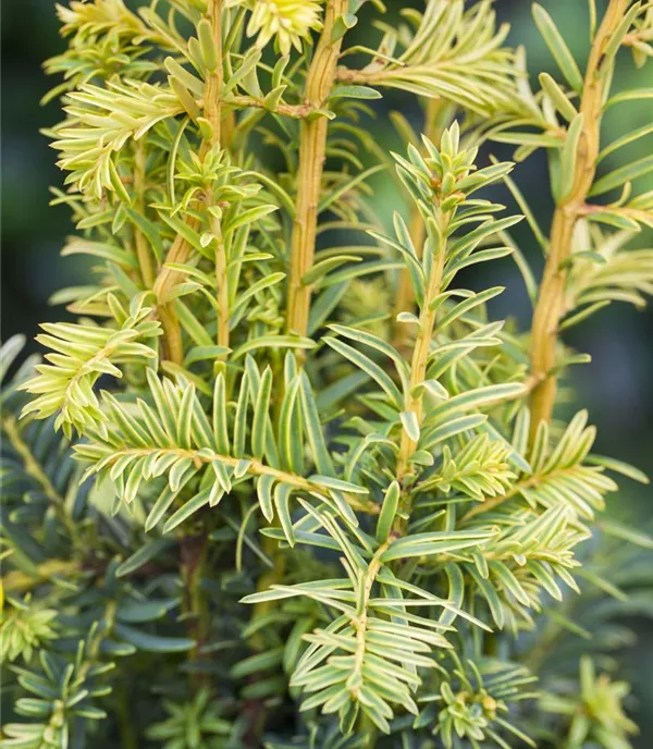 Taxus baccata 'Dovastonii Aurea' - Collection