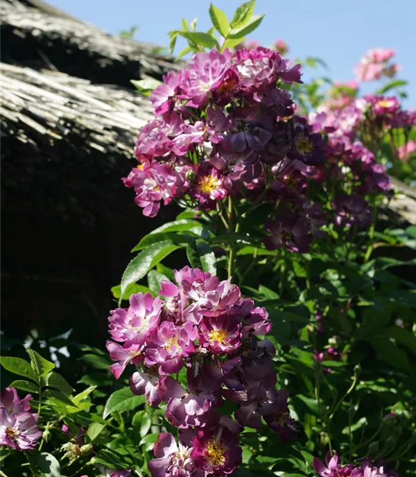 Rosa 'Veilchenblau'