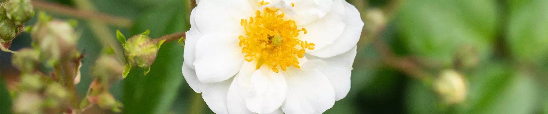 Bodendecker online kaufen | Bauer Baumschulen AG Bodendecker online kaufen | Bauer Baumschulen AG