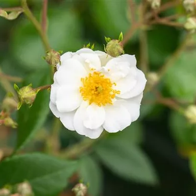 wurzelnackt - Kletterrose 'Rambling Rector' - Rosa (Kletterrose) 'Rambling Rektor'
