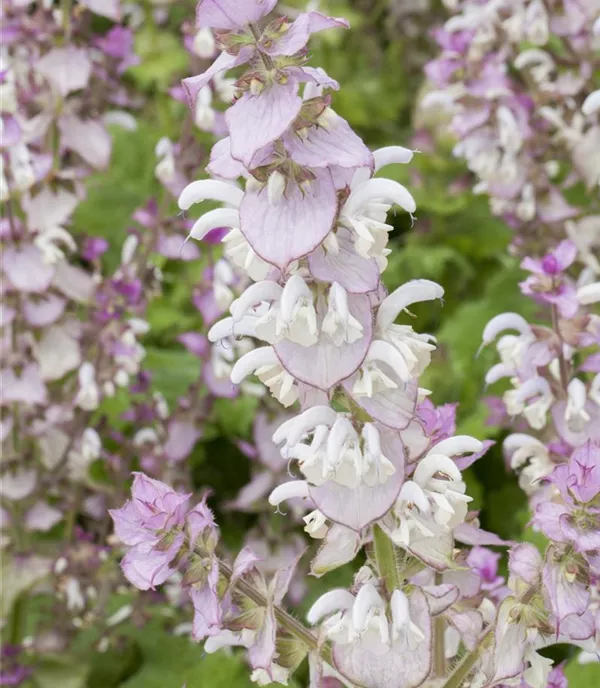 Salvia sclarea