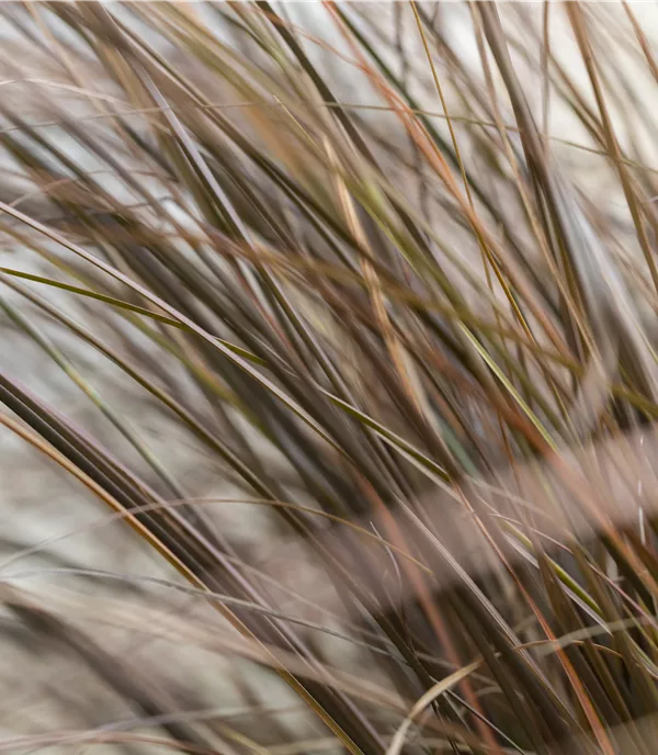 Carex comans 'Bronze Form'