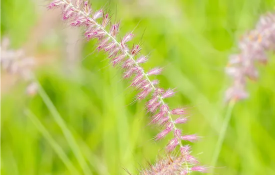 Pennisetum orientale 'Karley Rose'