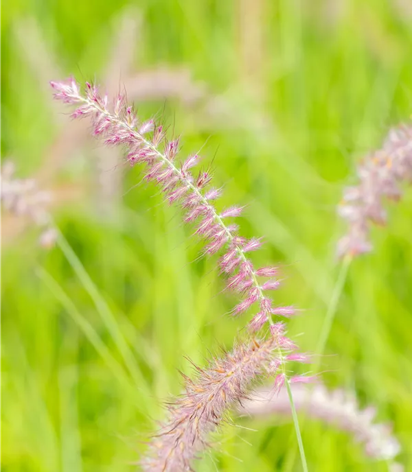 Pennisetum orientale 'Karley Rose'