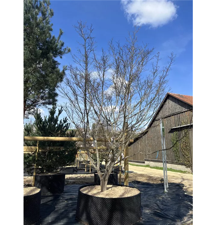 Fächerahorn 'Trompenburg' - Acer palmatum 'Trompenburg' - Collection