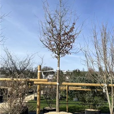 Hochstamm - Eisenbaum - Parrotia persica - Collection