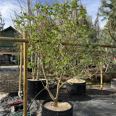 Schirmform - Heptacodium - Heptacodium miconioides - Collection