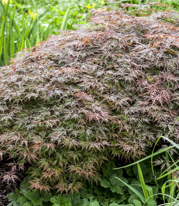 Acer palmatum 'Garnet' - Collection