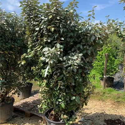 Solitär 175-200 HP24-1003 386 - Wintergrüne Ölweide - Elaeagnus x ebbingei - Collection