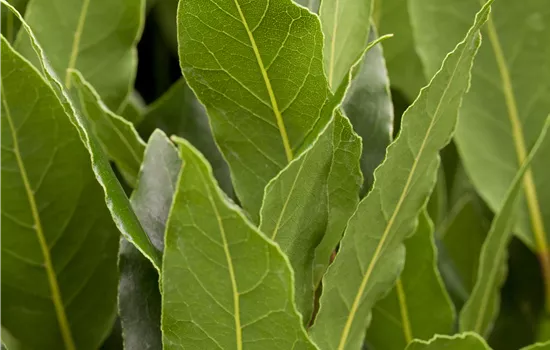 Laurus nobilis - Collection
