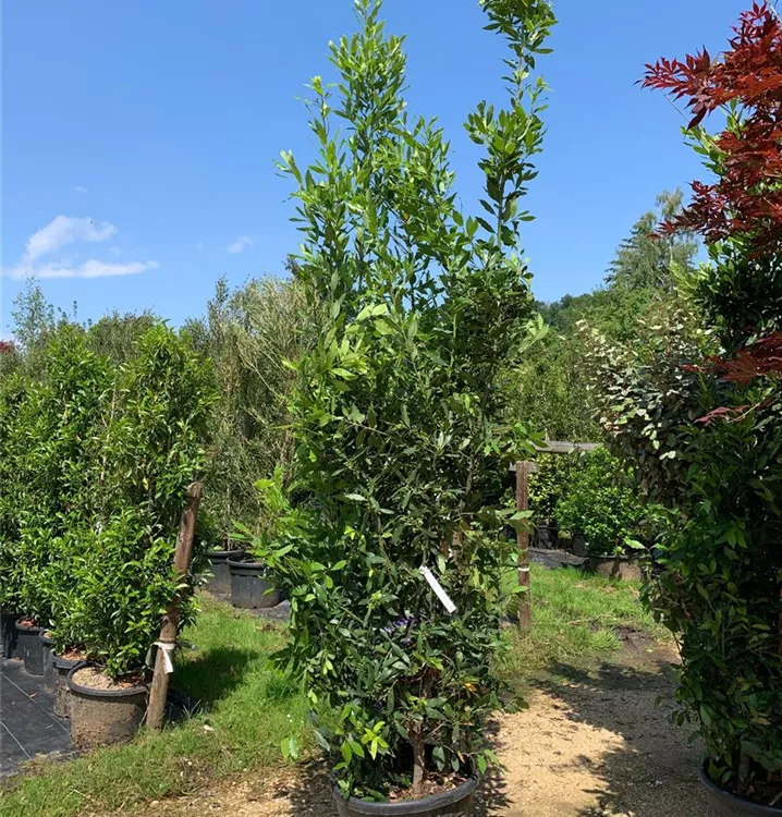 Lorbeerbaum - Laurus nobilis - Collection