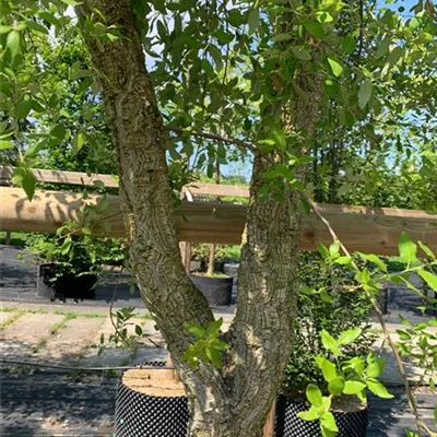 Solitär 350-400 - Kork-Eiche - Quercus suber - Collection
