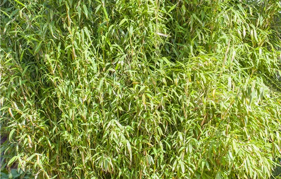 Fargesia murieliae 'Standing Stone' -S- - Collection