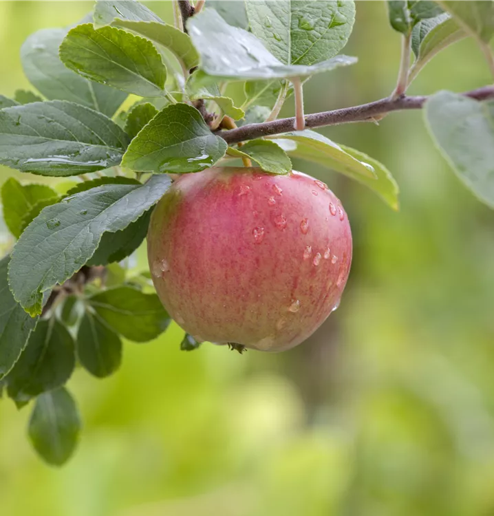 Zwergapfel 'Ladina' -S- - Malus 'Ladina' -S- CAC - Collection