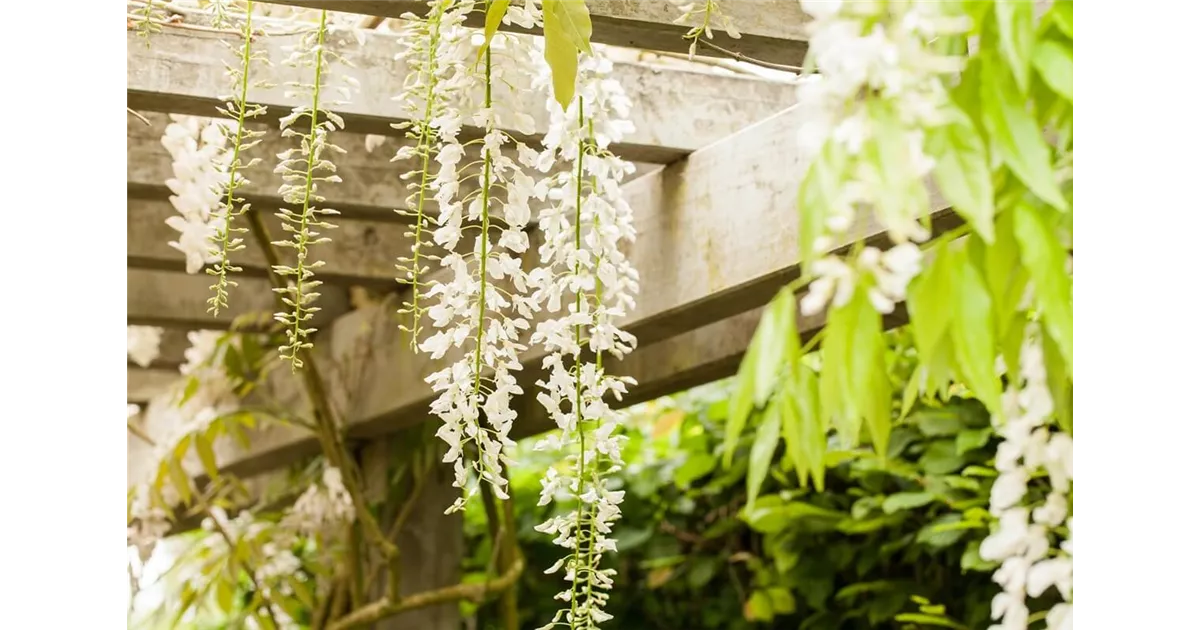 Pflanzen als Sonnenschutz: Ideen fr Terrasse & Balkon