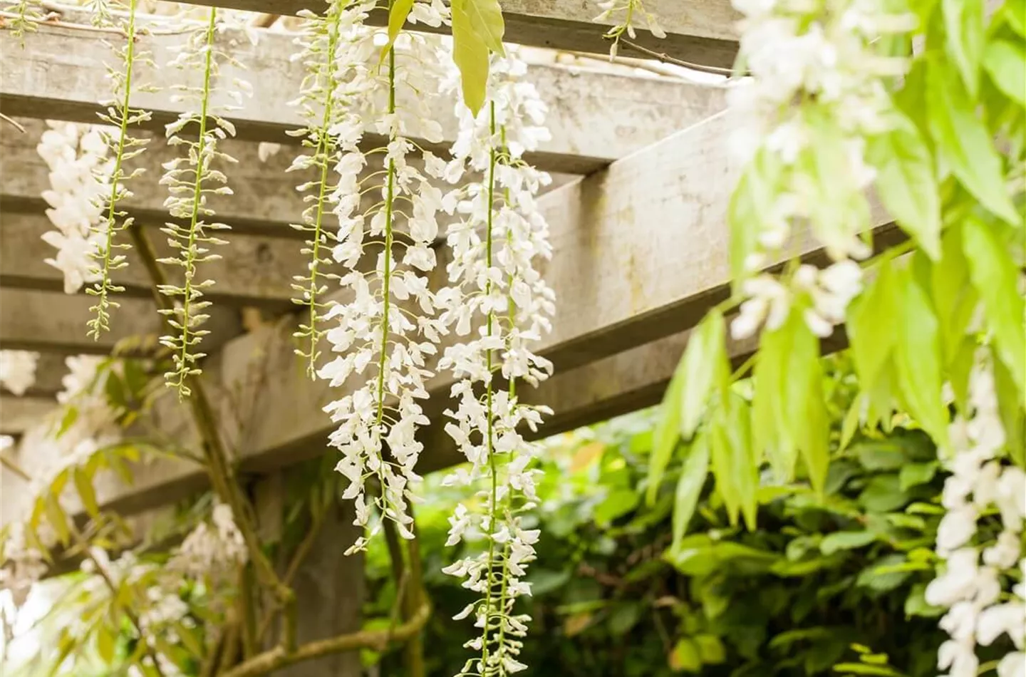 Pflanzen als Sonnenschutz: Ideen für Terrasse & Balkon