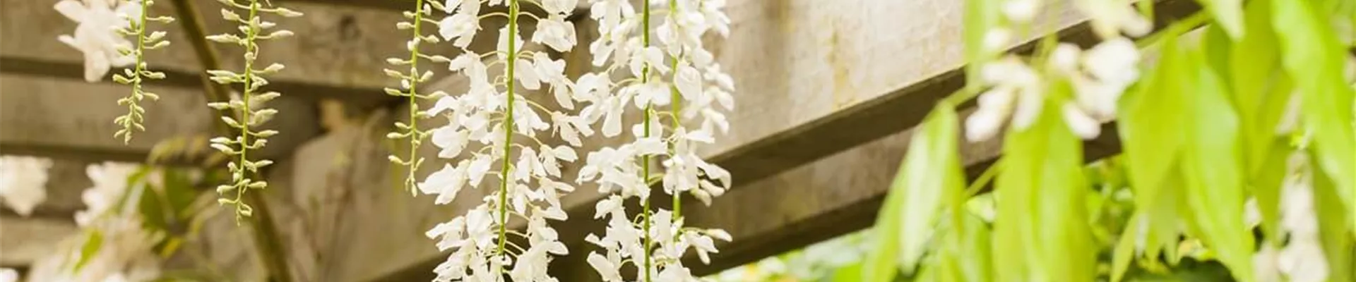 Sonnenschutz-Pflanze.jpg Sonnenschutz-Pflanze.jpg