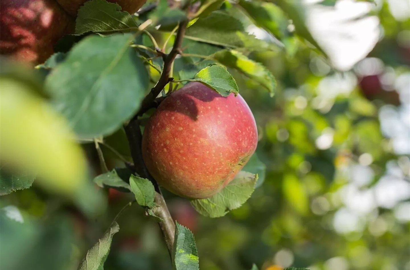 Apfelbaum schneiden: Anleitung & Tipps (inkl. Video)