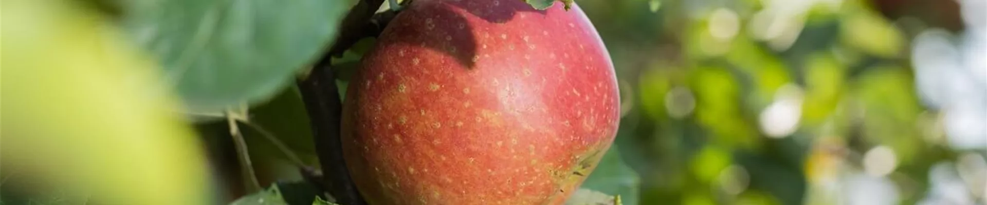 Pflanz- und Pflegeanleitungen Pflanz- und Pflegeanleitungen