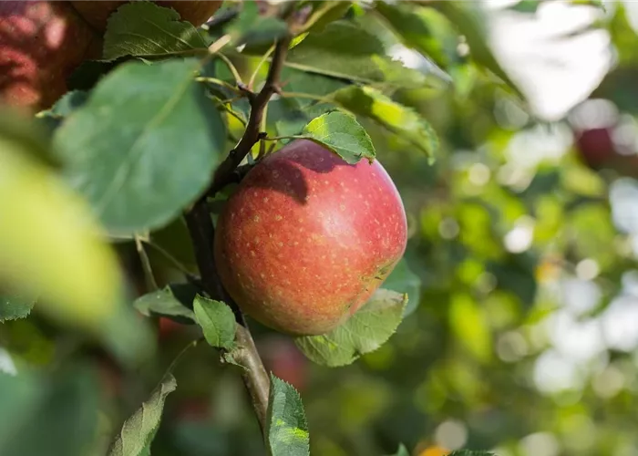 Apfelbaum schneiden: Anleitung & Tipps (inkl. Video)