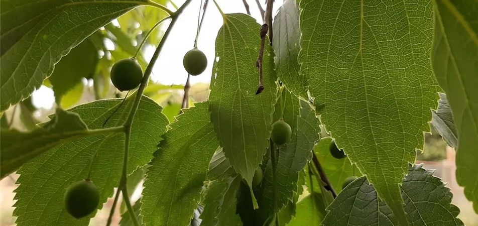 Südlicher Zuergelbaum