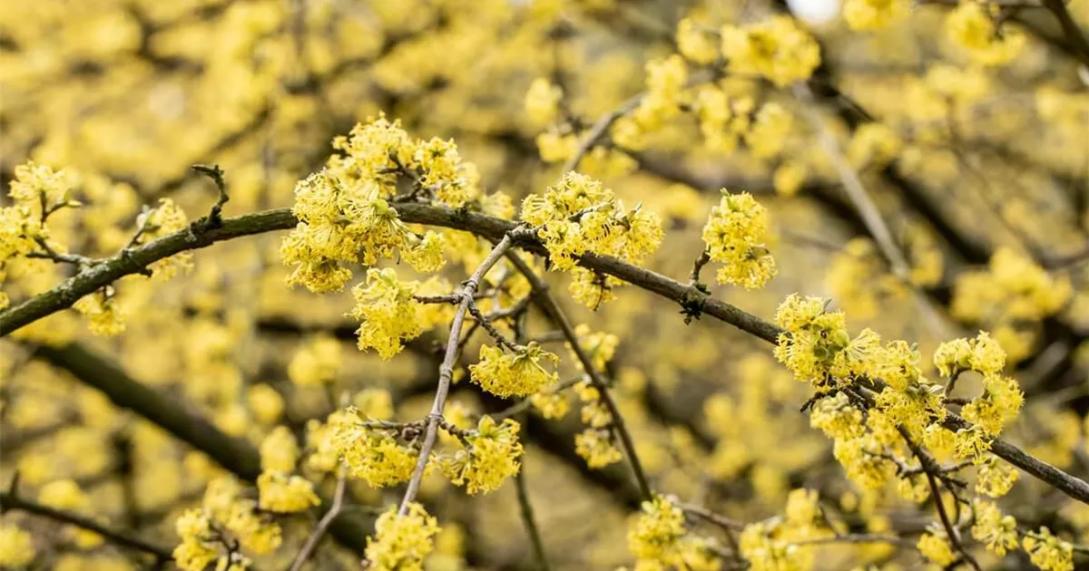 Heimische Sträucher 10 heimische Gehölze für den Garten