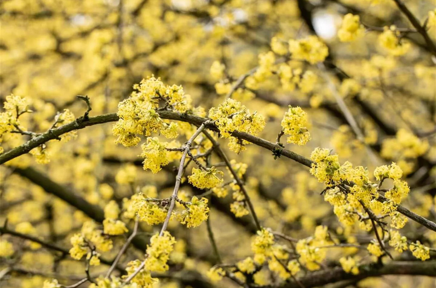 Heimische Sträucher: 10 heimische Gehölze für den Garten Heimische Sträucher: 10 heimische Gehölze für den Garten