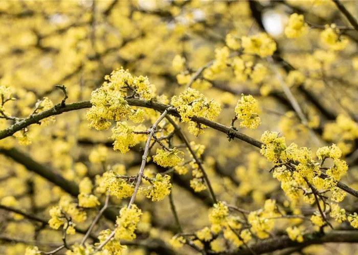 Heimische Sträucher: 10 heimische Gehölze für den Garten Heimische Sträucher: 10 heimische Gehölze für den Garten