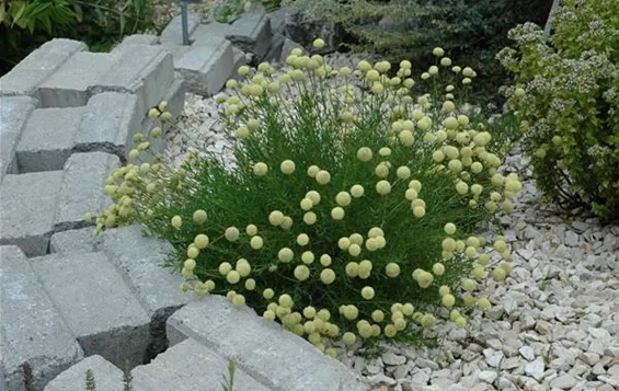 Steingarten-anlegen.jpg