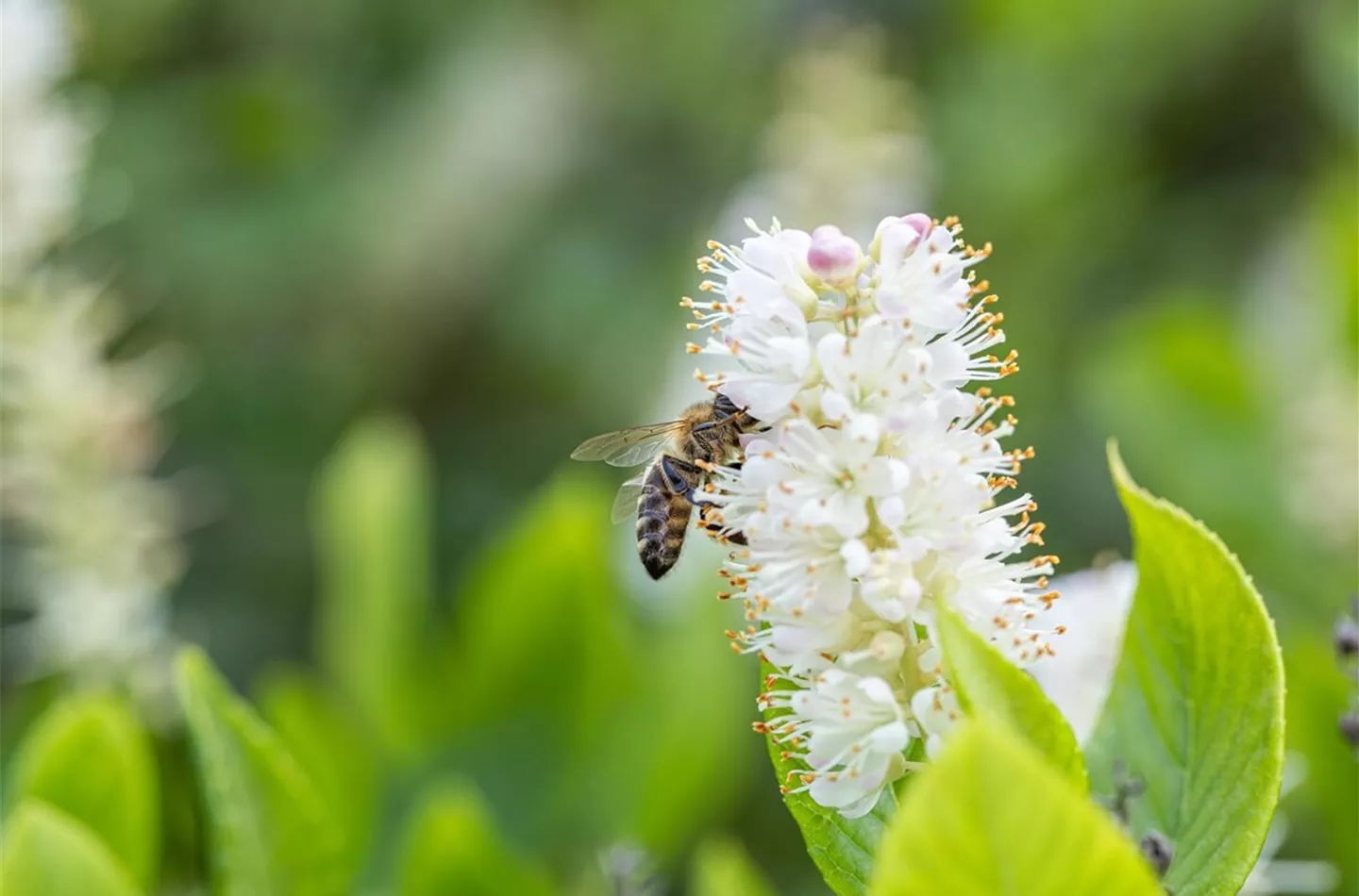 Bienenfreundliche Pflanzen: Ideen & Inspiration