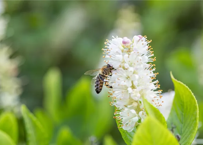 Bienenfreundliche Pflanzen: Ideen & Inspiration Bienenfreundliche Pflanzen: Ideen & Inspiration