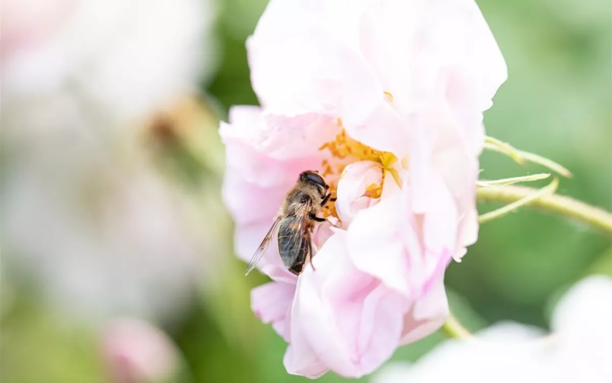Bienenfreundliche Blumen