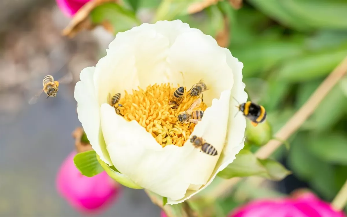 Bienenfreundliche Blumen