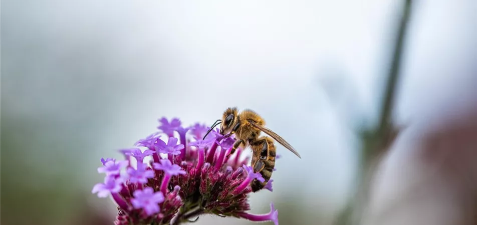 Blumen für Bienen