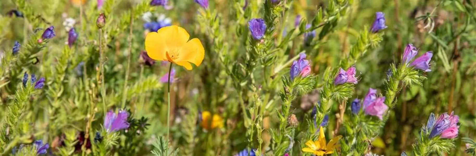 Wildblumen für Bienen