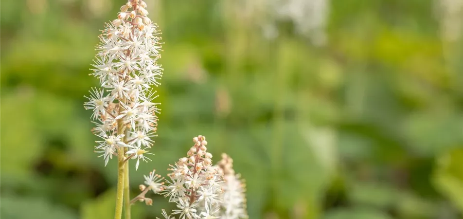 Bodendecker bienenfreundlich