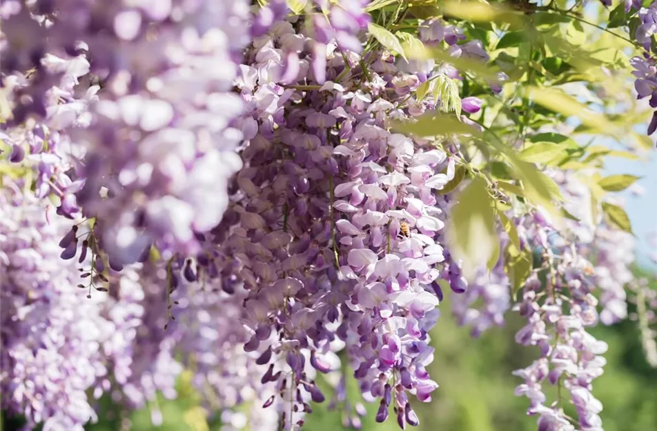 Bienenfreundliche Kletterpflanzen