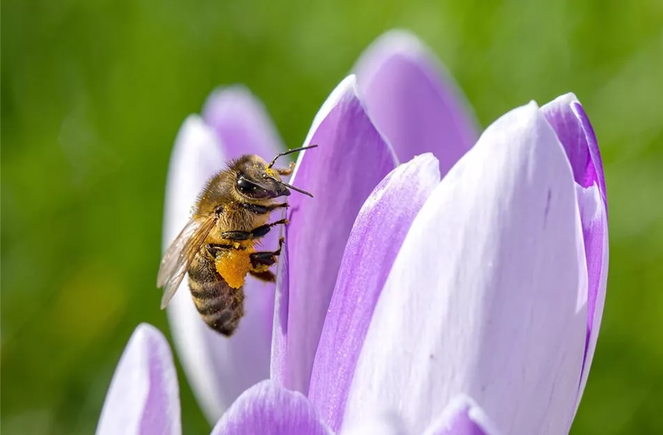 Zwiebelblumen für Bienen