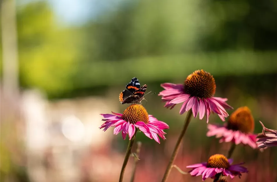 Blumen für Bienen