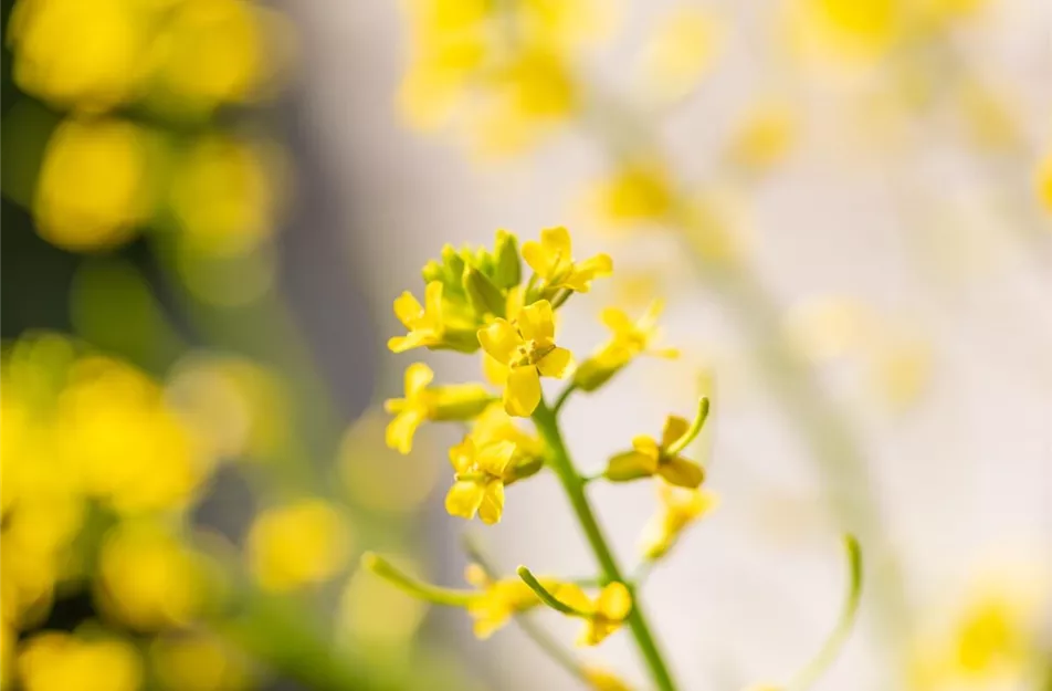 Bienenfreundliche Nutzpflanzen