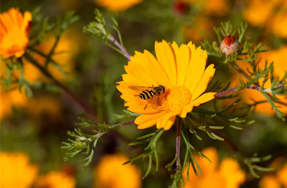 Sommerblumen bienenfreundlich
