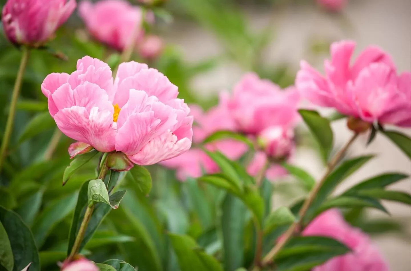 Pfingstrosen richtig einpflanzen und pflegen (inkl. Video)